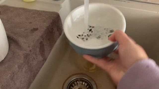 Мопсовлог #1 День с мопсом. Распорядок дня с собакой Готовим капучино с растворимым кофе смотреть онлайн