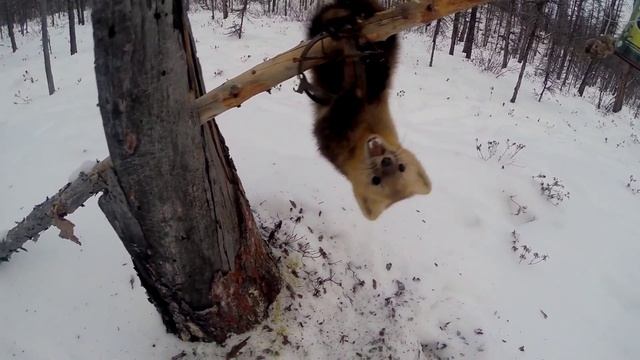 Живой соболь в капкане. Охота и рыбалка в Якутии /Spiteful sable trapped.Yakutia (Siberia) смотреть онлайн