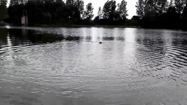 Питбуль Вега смотреть онлайн