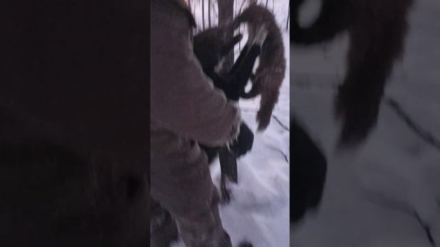 Продолжаем ,натаскивать Вегу часть 2!!!!!