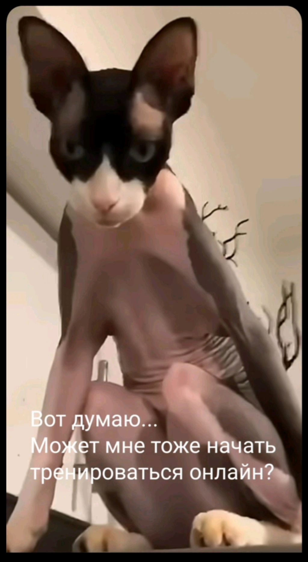 Тренируюсь каждый день! 04.06.2024 смотреть онлайн