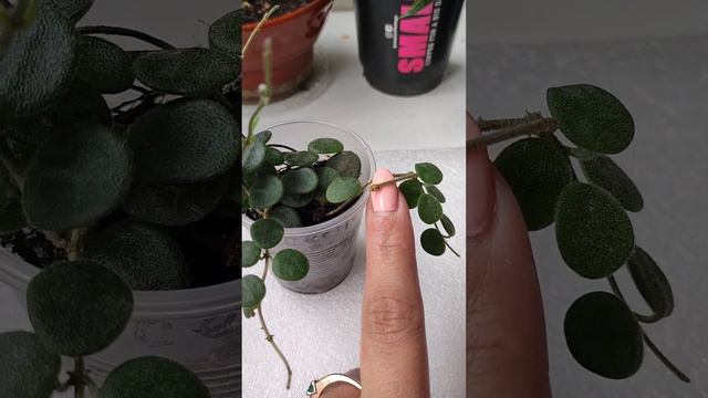 Хойя серпенс Hoya Serpens мелколистная хойя