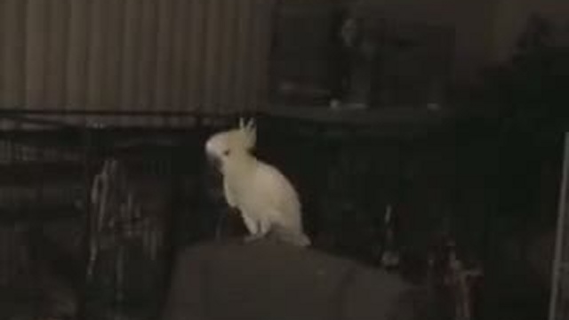 Попугай - меломан смотреть онлайн