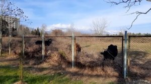 Обзор санатория Самшитовая роща 2 часть. Отдых в Пицунде. Санаторий всё включено. Абхазия.