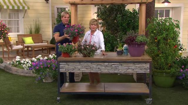 Cottage Farms 6-piece Sunsparkler Sedum Collection with Carolyn Gracie смотреть онлайн