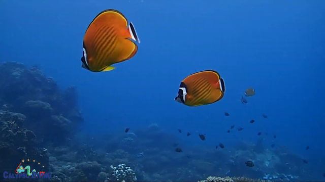 Calypso Diving Above & Below смотреть онлайн