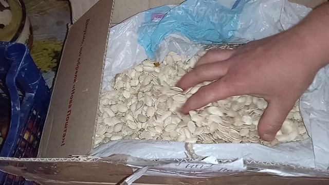 Найкраще насіння гарбуза/сорт Український Багатоплідний/ смотреть онлайн