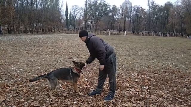 НЕМЕЦКАЯ ОВЧАРКА | КОМАНДА СИДЕТЬ ЛЕЖАТЬ СТОЯТЬ | ДРЕССИРОВКА СОБАК смотреть онлайн