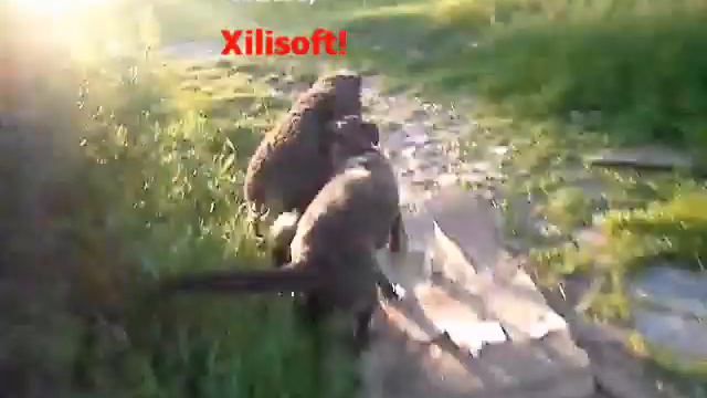 Собака и Баран .MP4 смотреть онлайн