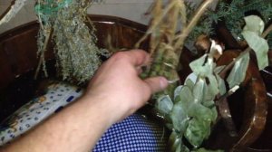 Парение в бане, запаривание подушки с травами и веников.