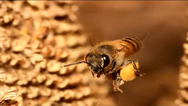 ПОЧЕМУ ПЧЕЛА УМИРАЕТ ПОСЛЕ ТОГО КАК УЖАЛИТ?🐜 смотреть онлайн