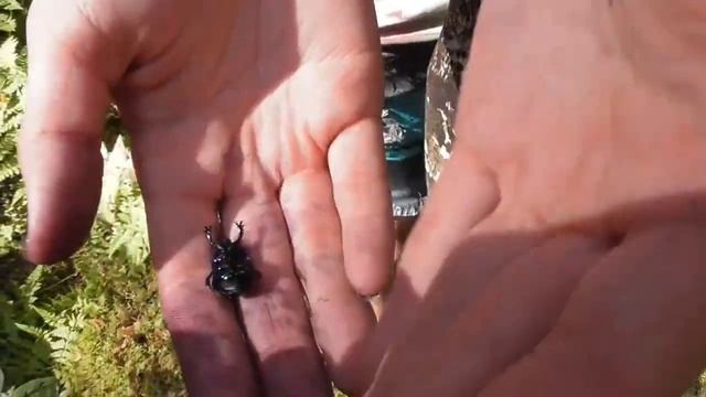 Поход по острову Хачин (озеро Селигер, Тверская обл., август 2016) смотреть онлайн