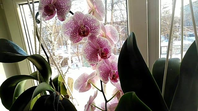 Орхидеи, декабрьский обзор смотреть онлайн