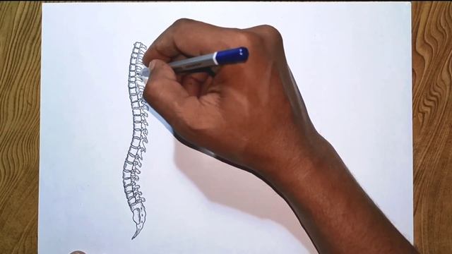 How to draw human spine skeleton/Human backbone drawing/Easy way to draw Spine anatomy смотреть онлайн