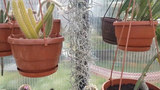 2020.115.Редкий кактус-раритет Pediocactus Knowltonii. StayHome