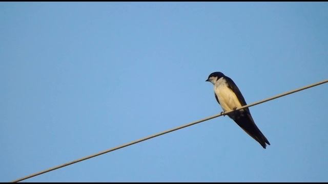 Swallow Bird Call Bird Song смотреть онлайн