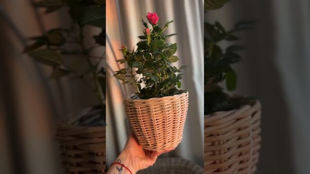 Горшочный цветочек смотреть онлайн