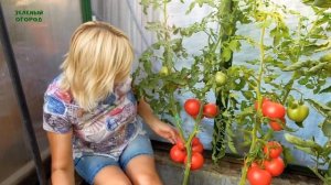 Этот СЛАДКИЙ Томат растет в ЛЮБЫХ климатических регионах!  Обзор сортов ТОМАТОВ!