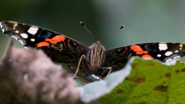 Адмирал (лат. Vanessa atalanta) смотреть онлайн