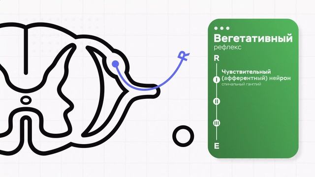 Рефлекс. Соматическая и вегетативная рефлекторная дуга смотреть онлайн