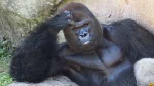 ГОРИЛЛА ПРОТИВ ЛЬВА. КТО СИЛЬНЕЕ ЛЕВ ИЛИ ГОРИЛЛА?