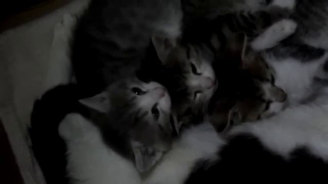 Сонные котята ночью смотреть онлайн