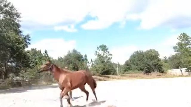 10-11-13 Tango lunging to the right смотреть онлайн