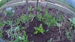 Колоновидная черешня Хелена. Удобрение для черешни. Выращивание колоновидной черешни в Челябинске