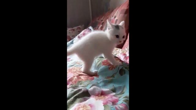 Собака и кот играют. Забавные животные. Собака играет в футбол. cat and dog game смотреть онлайн