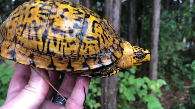 Eastern Box Turtle Color Variation! смотреть онлайн