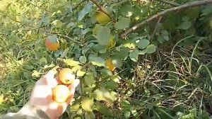 Скороспелый сорт груши Красуля