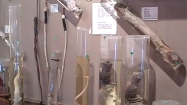 Interior Of The Iceland Phallological Museum, Húsavík, Iceland, 16th June 2011