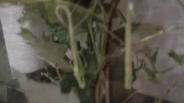 линька двух палочников сразу смотреть онлайн
