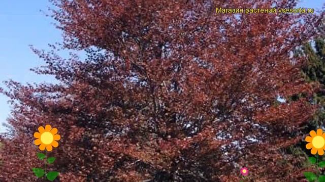 Бук лесной Атропурпуреа. Краткий обзор, описание характеристик fagus sylvatica Atropurpurea смотреть онлайн