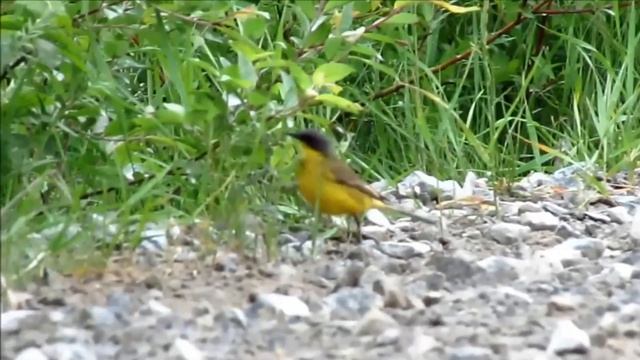 1 Певчие птицы 43 вида в одном видео и примеры их пения смотреть онлайн