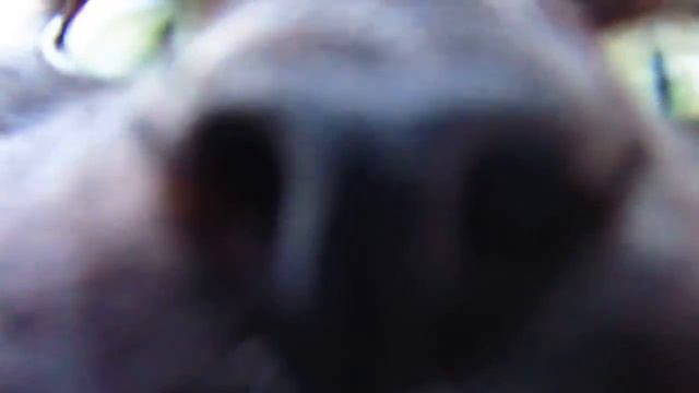 Смешная кошка./ Funny cat. смотреть онлайн