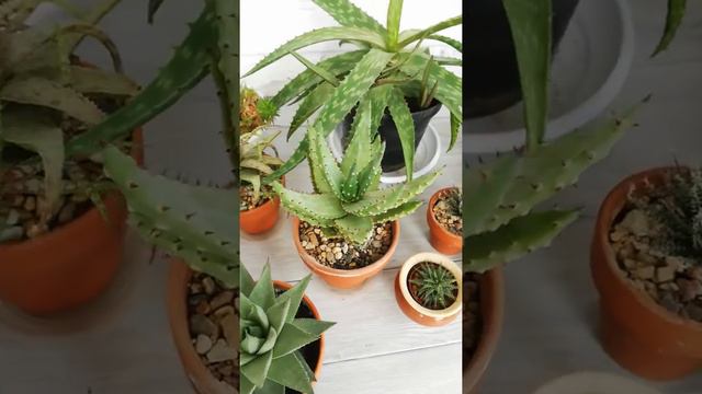 Алое смотреть онлайн