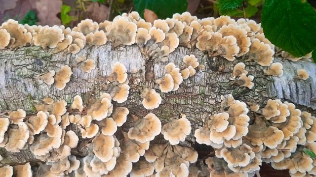 Żagiew różnobarwna. Zbieramy będzie potrzebna do produkcji odwarów antynowotworowych. смотреть онлайн