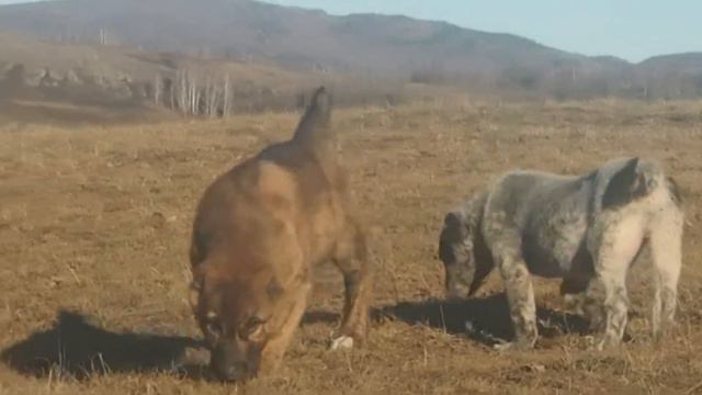 АЗИАТЫ из БАШКИРИИ... смотреть онлайн