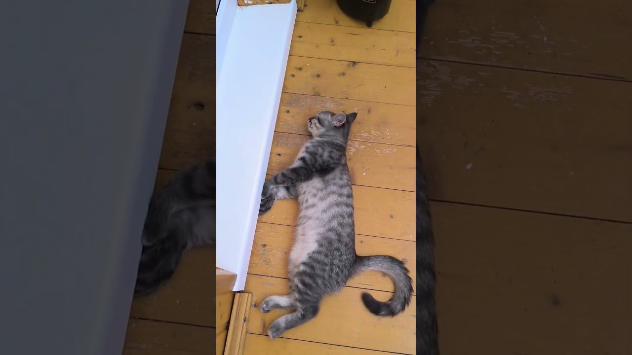 415 база ответьте #юмор #ржака смотреть онлайн