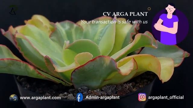 Echeveria shaviana curly variegated || FOR SALE смотреть онлайн