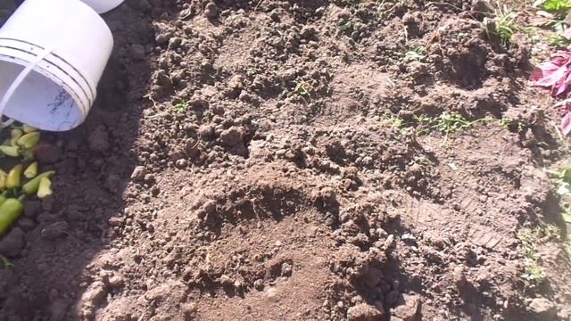 КАК ДЕЛАЮ ГРЯДКУ ДЛЯ ПОСАДКИ ЛУКА ПОД ЗИМУ. Ольга Чернова.. смотреть онлайн