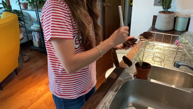 Spider Mites Again !? | Spend the Morning Killing Spider Mites with Me смотреть онлайн