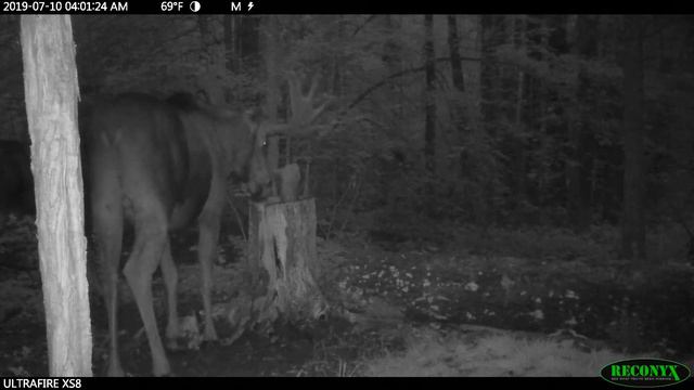 Пара лосей смотреть онлайн