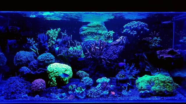 Aquael Leddy Tube Retro Fit Actinic - Akwarium Morskie.