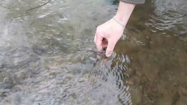 Rak riečny (Astacus astacus) смотреть онлайн