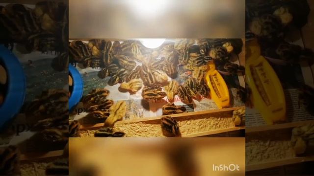 Перепела эстонцы и японцы вылупились. смотреть онлайн