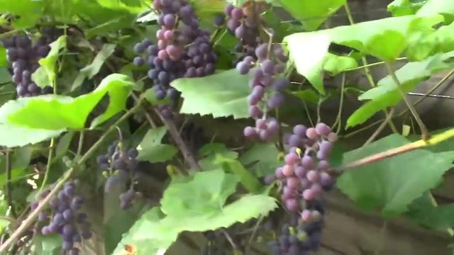 Живая изгородь из винограда - красиво, вкусно, полезно! смотреть онлайн