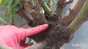 Как пересадить уже взрослый куст розы. ВАЖНЫЕ МОМЕНТЫ!