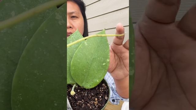 Biggest hoya leaf I have is hoya Acuta #shorts #plantjourney #biggestjoyaleaf #hoyaleaf #hoyaacuta смотреть онлайн